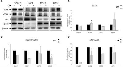 Anti-EGFR monoclonal antibody Cetuximab displays potential anti-cancer activities in feline oral squamous cell carcinoma cell lines